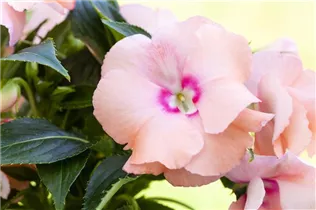 Impatiens neuguinea, lachsrosa - Sonnenlieschen