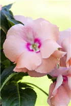 Impatiens neuguinea, lachsrosa - Sonnenlieschen