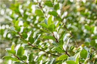 Ilex meserveae 'Blue Princess'® - Fruchtende Stechpalme 'Blue Princess'®