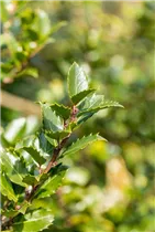 Ilex meserveae 'Blue Princess'® - Fruchtende Stechpalme 'Blue Princess'®