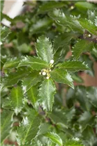 Ilex meserveae 'Golden Girl' - Stechpalme 'Golden Girl'