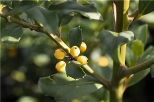 Ilex meserveae 'Golden Girl' - Stechpalme 'Golden Girl'