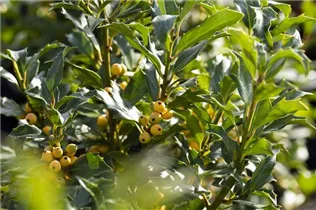 Ilex meserveae 'Golden Girl' - Stechpalme 'Golden Girl'