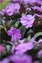 Impatiens 'SunPatiens'™ - Sonnenlieschen 'SunPatiens'™ Impatiens 'SunPatiens'™ - Sonnenlieschen 'SunPatiens'™