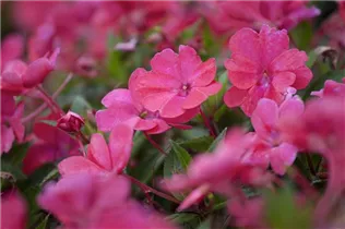 Impatiens 'SunPatiens'™ - Sonnenlieschen 'SunPatiens'™ Impatiens 'SunPatiens'™ - Sonnenlieschen 'SunPatiens'™