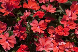 Impatiens 'SunPatiens'™ - Sonnenlieschen 'SunPatiens'™ Impatiens 'SunPatiens'™ - Sonnenlieschen 'SunPatiens'™