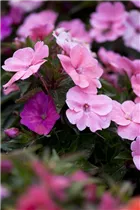 Impatiens 'SunPatiens'™ - Sonnenlieschen 'SunPatiens'™ Impatiens 'SunPatiens'™ - Sonnenlieschen 'SunPatiens'™
