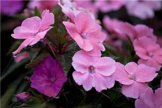 Impatiens 'SunPatiens'™ - Sonnenlieschen 'SunPatiens'™ Impatiens 'SunPatiens'™ - Sonnenlieschen 'SunPatiens'™