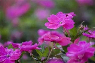 Impatiens 'SunPatiens'™ - Sonnenlieschen 'SunPatiens'™ Impatiens 'SunPatiens'™ - Sonnenlieschen 'SunPatiens'™