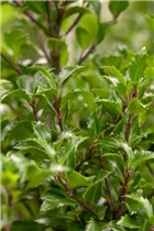Ilex meserveae 'Heckenfee'®(s) - Stechpalme 'Heckenfee'®(s)