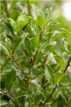 Ilex meserveae 'Heckenfee'®(s) - Stechpalme 'Heckenfee'®(s)