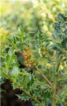 Ilex meserveae 'Heckenfee'®(s) - Stechpalme 'Heckenfee'®(s)