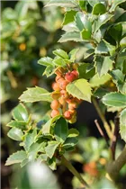 Ilex meserveae 'Heckenfee'®(s) - Stechpalme 'Heckenfee'®(s)