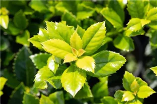 Ilex meserveae 'Heckenfee'®(s) - Stechpalme 'Heckenfee'®(s)