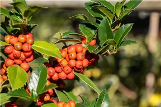 Ilex meserveae 'Heckenfee'®(s) - Stechpalme 'Heckenfee'®(s)