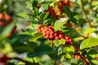 Ilex meserveae 'Heckenfee'®(s) - Stechpalme 'Heckenfee'®(s)