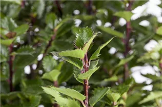 Ilex meserveae 'Little Pirat'® - Stechpalme 'Little Pirat'®