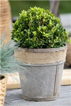 Ilex meserveae 'Little Pirat'® - Stechpalme 'Little Pirat'®
