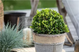 Ilex meserveae 'Little Pirat'® - Stechpalme 'Little Pirat'®