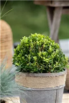 Ilex meserveae 'Little Pirat'® - Stechpalme 'Little Pirat'®