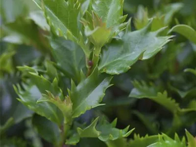 Ilex meserveae 'Little Rascal'® - Amerikanischer Ilex 'Little Rascal'® Ilex meserveae 'Little Rascal'® - Amerikanischer Ilex 'Little Rascal'®