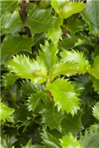 Ilex meserveae 'Little Rascal'® - Amerikanischer Ilex 'Little Rascal'® Ilex meserveae 'Little Rascal'® - Amerikanischer Ilex 'Little Rascal'®