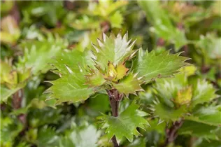Ilex meserveae 'Little Rascal'® - Amerikanischer Ilex 'Little Rascal'® Ilex meserveae 'Little Rascal'® - Amerikanischer Ilex 'Little Rascal'®