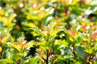 Ilex meserveae 'Little Rascal'® - Amerikanischer Ilex 'Little Rascal'® Ilex meserveae 'Little Rascal'® - Amerikanischer Ilex 'Little Rascal'®