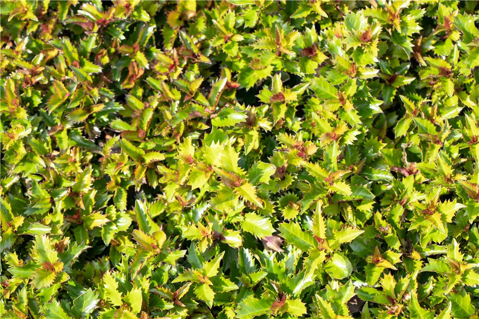 Amerikanischer Ilex 'Little Rascal', Ilex meserveae 'Little Rascal'
