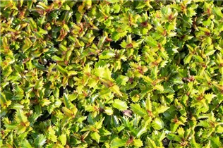 Ilex meserveae 'Little Rascal'® - Amerikanischer Ilex 'Little Rascal'® Ilex meserveae 'Little Rascal'® - Amerikanischer Ilex 'Little Rascal'®