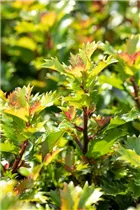 Ilex meserveae 'Little Rascal'® - Amerikanischer Ilex 'Little Rascal'® Ilex meserveae 'Little Rascal'® - Amerikanischer Ilex 'Little Rascal'®