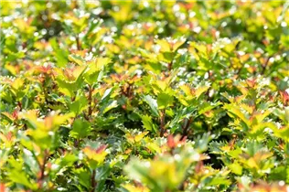 Ilex meserveae 'Little Rascal'® - Amerikanischer Ilex 'Little Rascal'® Ilex meserveae 'Little Rascal'® - Amerikanischer Ilex 'Little Rascal'®