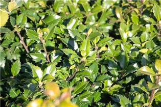 Ilex meserveae 'Little Rascal'® - Amerikanischer Ilex 'Little Rascal'® Ilex meserveae 'Little Rascal'® - Amerikanischer Ilex 'Little Rascal'®