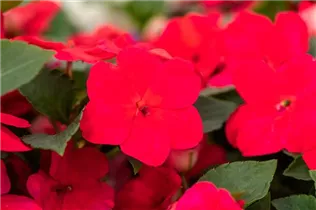 Impatiens walleriana, rot - Fleißiges Lieschen