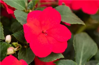 Impatiens walleriana, rot - Fleißiges Lieschen