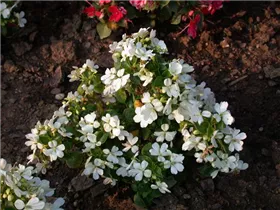 Impatiens walleriana, weiß - Fleißiges Lieschen Impatiens walleriana, weiß - Fleißiges Lieschen