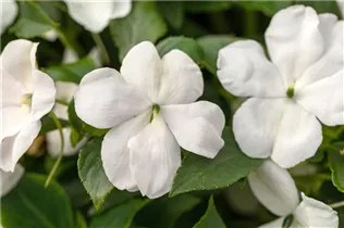Impatiens walleriana, weiß - Fleißiges Lieschen Impatiens walleriana, weiß - Fleißiges Lieschen