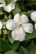Impatiens walleriana, weiß - Fleißiges Lieschen Impatiens walleriana, weiß - Fleißiges Lieschen