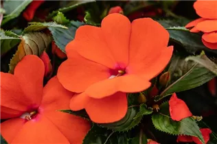 Impatiens neuguinea 'Magnum' - Sonnenlieschen 'Magnum'