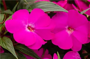 Impatiens neuguinea 'Magnum' - Sonnenlieschen 'Magnum'