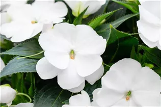 Impatiens neuguinea 'Magnum' - Sonnenlieschen 'Magnum'