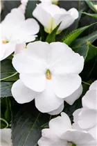 Impatiens neuguinea 'Magnum' - Sonnenlieschen 'Magnum'