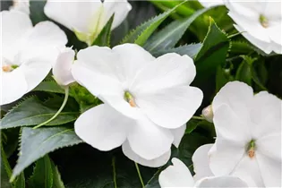 Impatiens neuguinea 'Magnum' - Sonnenlieschen 'Magnum'