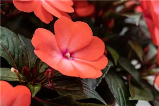Impatiens neuguinea 'Magnum' - Sonnenlieschen 'Magnum'