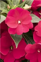 Impatiens neuguinea 'Petticoat' - Sonnenlieschen 'Petticoat'