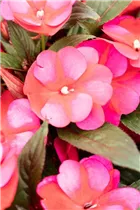 Impatiens neuguinea 'Petticoat' - Sonnenlieschen 'Petticoat'
