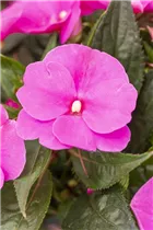 Impatiens neuguinea 'Petticoat' - Sonnenlieschen 'Petticoat'