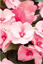 Impatiens neuguinea 'Petticoat' - Sonnenlieschen 'Petticoat'