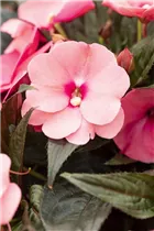 Impatiens neuguinea 'Petticoat' - Sonnenlieschen 'Petticoat'