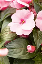 Impatiens neuguinea 'Petticoat' - Sonnenlieschen 'Petticoat'